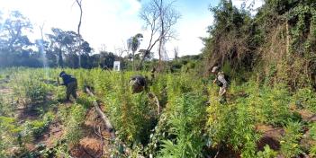 San Pedro: Eliminan 2 hectáreas de marihuana de una estancia